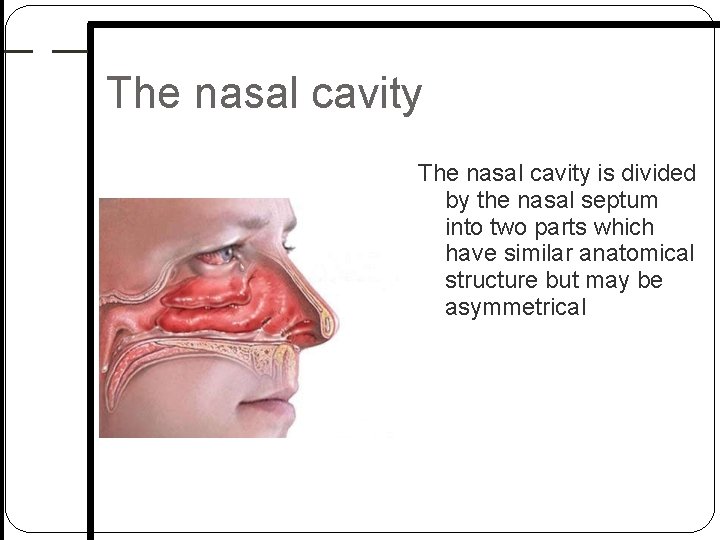 The nasal cavity is divided by the nasal septum into two parts which have The nasal cavity is divided by the nasal septum into two parts which have