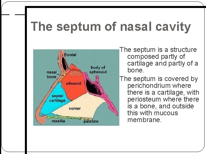 The septum of nasal cavity The septum is a structure composed partly of cartilage The septum of nasal cavity The septum is a structure composed partly of cartilage