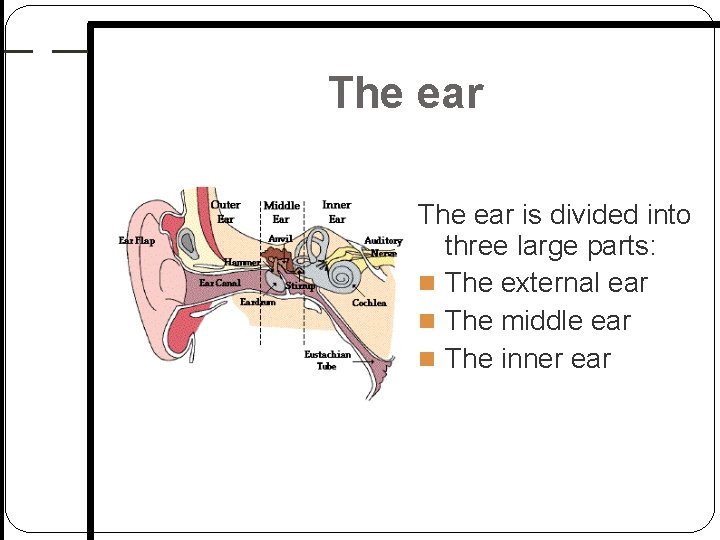 The ear is divided into three large parts: The external ear The middle ear The ear is divided into three large parts: The external ear The middle ear