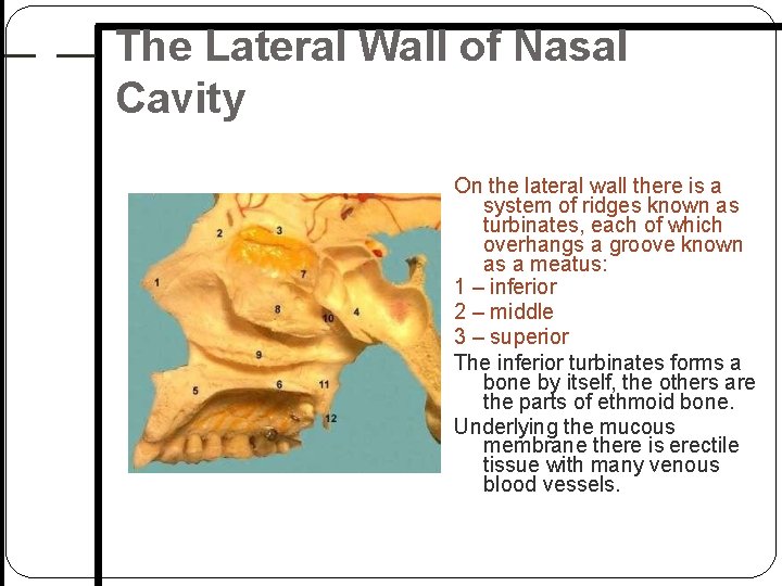 The Lateral Wall of Nasal Cavity On the lateral wall there is a system The Lateral Wall of Nasal Cavity On the lateral wall there is a system