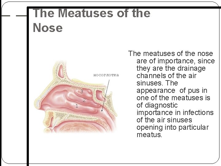 The Meatuses of the Nose The meatuses of the nose are of importance, since The Meatuses of the Nose The meatuses of the nose are of importance, since