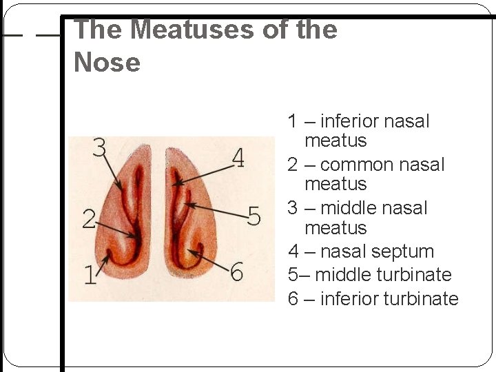 The Meatuses of the Nose 1 – inferior nasal meatus 2 – common nasal The Meatuses of the Nose 1 – inferior nasal meatus 2 – common nasal