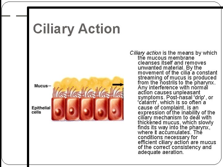Ciliary Action Ciliary action is the means by which the mucous membrane cleanses itself Ciliary Action Ciliary action is the means by which the mucous membrane cleanses itself