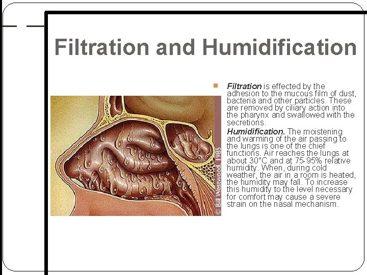 Filtration and Humidification Filtration is effected by the adhesion to the mucous film of Filtration and Humidification Filtration is effected by the adhesion to the mucous film of
