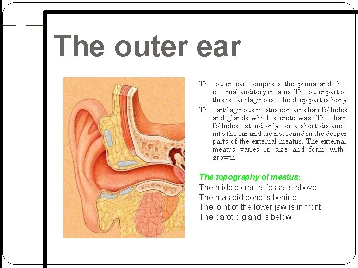 The outer ear comprises the pinna and the external auditory rneatus. The outer part The outer ear comprises the pinna and the external auditory rneatus. The outer part