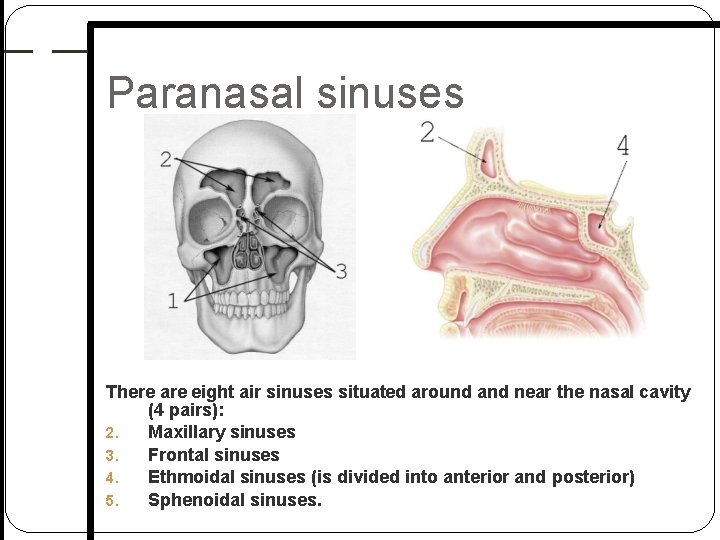 Paranasal sinuses There are eight air sinuses situated around and near the nasal cavity Paranasal sinuses There are eight air sinuses situated around and near the nasal cavity