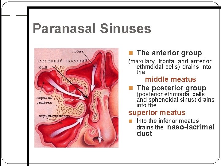 Paranasal Sinuses The anterior group (maxillary, frontal and anterior ethmoidal cells) drains into the Paranasal Sinuses The anterior group (maxillary, frontal and anterior ethmoidal cells) drains into the