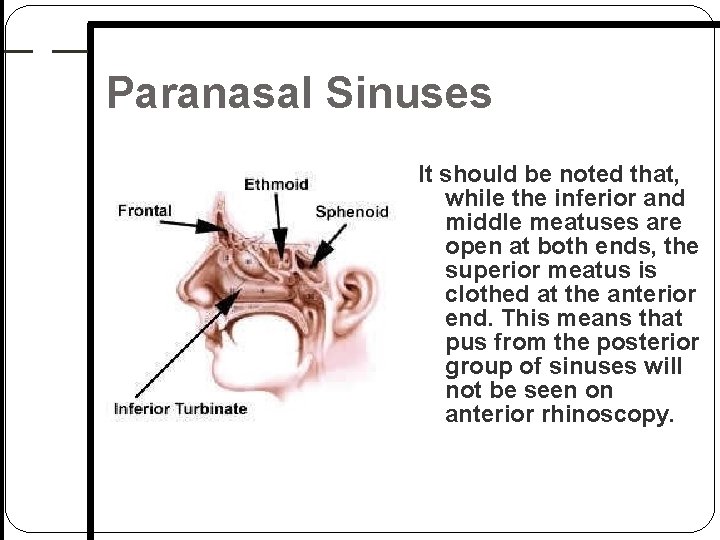 Paranasal Sinuses It should be noted that, while the inferior and middle meatuses are Paranasal Sinuses It should be noted that, while the inferior and middle meatuses are