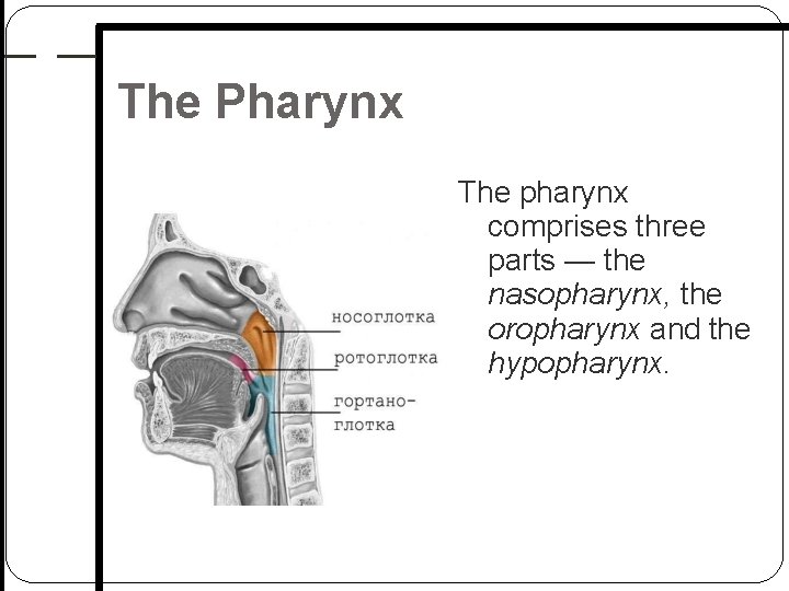 The Pharynx The pharynx comprises three parts — the nasopharynx, the oropharynx and the The Pharynx The pharynx comprises three parts — the nasopharynx, the oropharynx and the