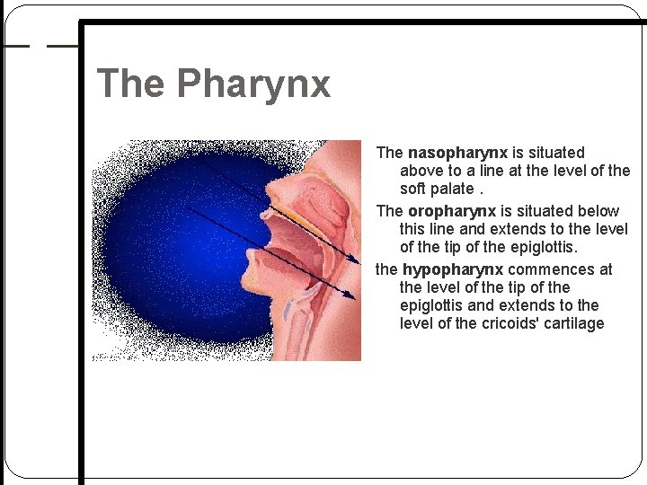 The Pharynx The nasopharynx is situated above to a line at the level of The Pharynx The nasopharynx is situated above to a line at the level of
