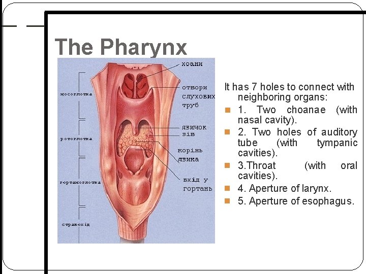 The Pharynx It has 7 holes to connect with neighboring organs: 1. Two choanae The Pharynx It has 7 holes to connect with neighboring organs: 1. Two choanae