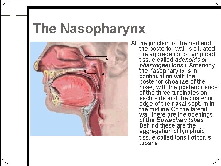 The Nasopharynx At the junction of the roof and the posterior wall is situated The Nasopharynx At the junction of the roof and the posterior wall is situated