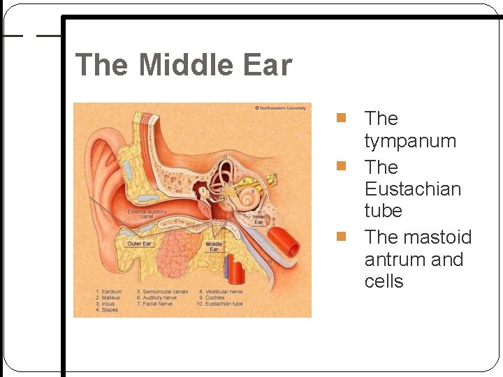 The Middle Ear The tympanum The Eustachian tube The mastoid antrum and cells The Middle Ear The tympanum The Eustachian tube The mastoid antrum and cells
