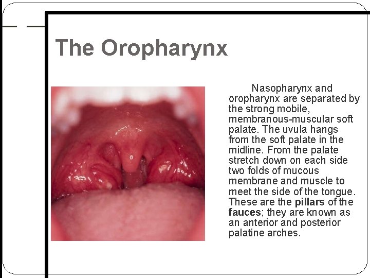The Oropharynx Nasopharynx and oropharynx are separated by the strong mobile, membranous muscular soft The Oropharynx Nasopharynx and oropharynx are separated by the strong mobile, membranous muscular soft