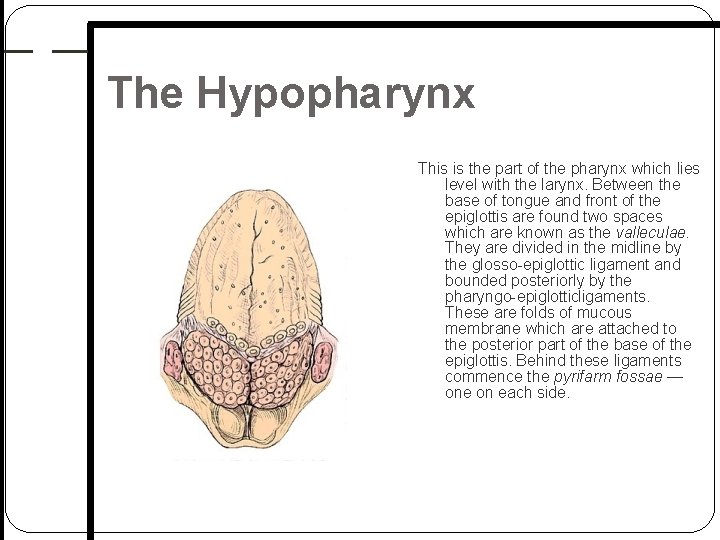 The Hypopharynx This is the part of the pharynx which lies level with the The Hypopharynx This is the part of the pharynx which lies level with the