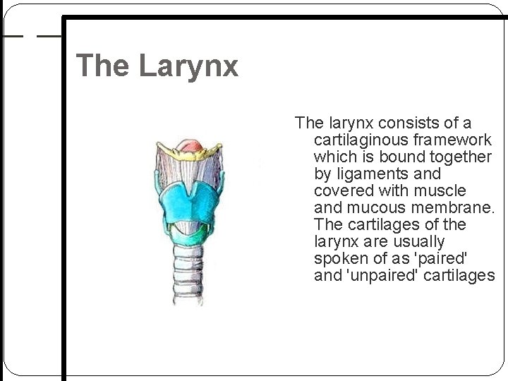 The Larynx The larynx consists of a cartilaginous framework which is bound together by The Larynx The larynx consists of a cartilaginous framework which is bound together by