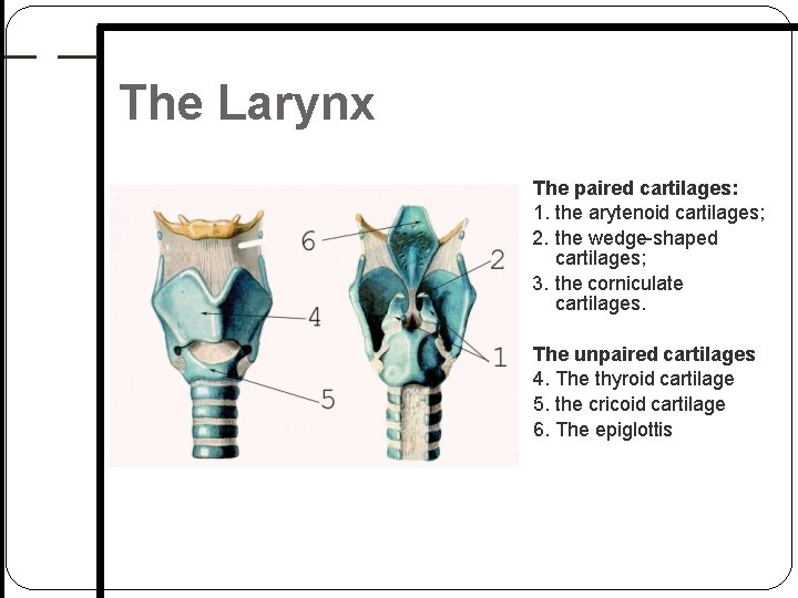 The Larynx The paired cartilages: 1. the arytenoid cartilages; 2. the wedge shaped cartilages; The Larynx The paired cartilages: 1. the arytenoid cartilages; 2. the wedge shaped cartilages;