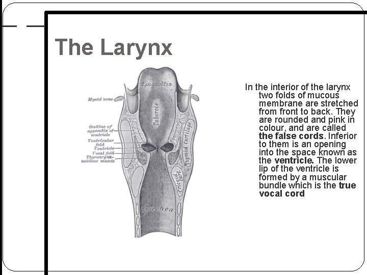 The Larynx In the interior of the larynx two folds of mucous membrane are The Larynx In the interior of the larynx two folds of mucous membrane are
