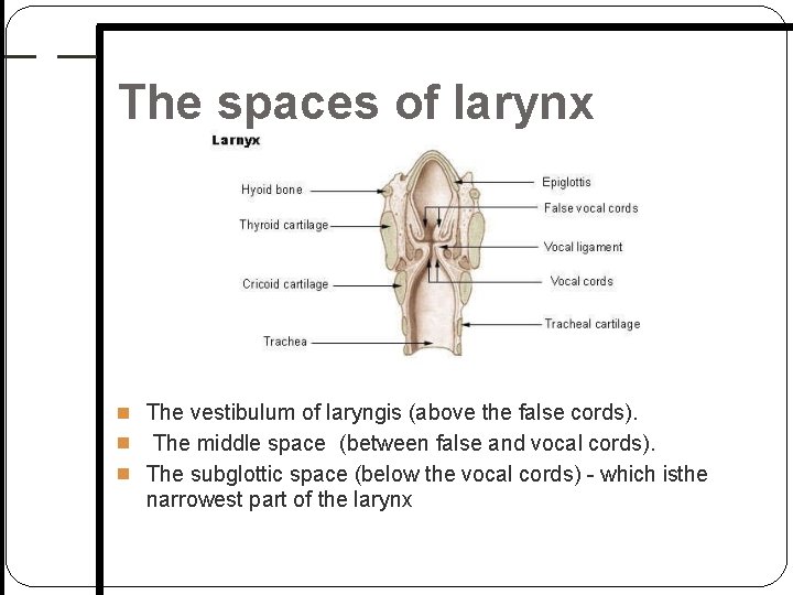 The spaces of larynx The vestibulum of laryngis (above the false cords). The middle The spaces of larynx The vestibulum of laryngis (above the false cords). The middle