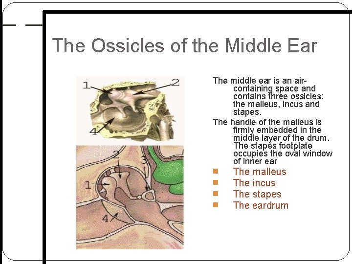 The Ossicles of the Middle Ear The middle ear is an air containing space The Ossicles of the Middle Ear The middle ear is an air containing space