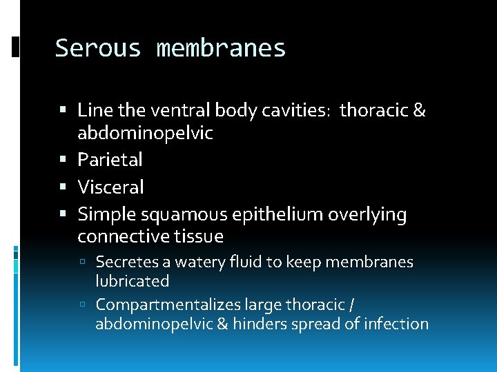 Serous membranes Line the ventral body cavities: thoracic & abdominopelvic Parietal Visceral Simple squamous