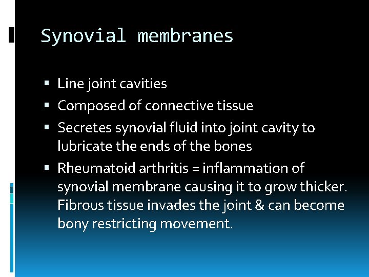 Synovial membranes Line joint cavities Composed of connective tissue Secretes synovial fluid into joint