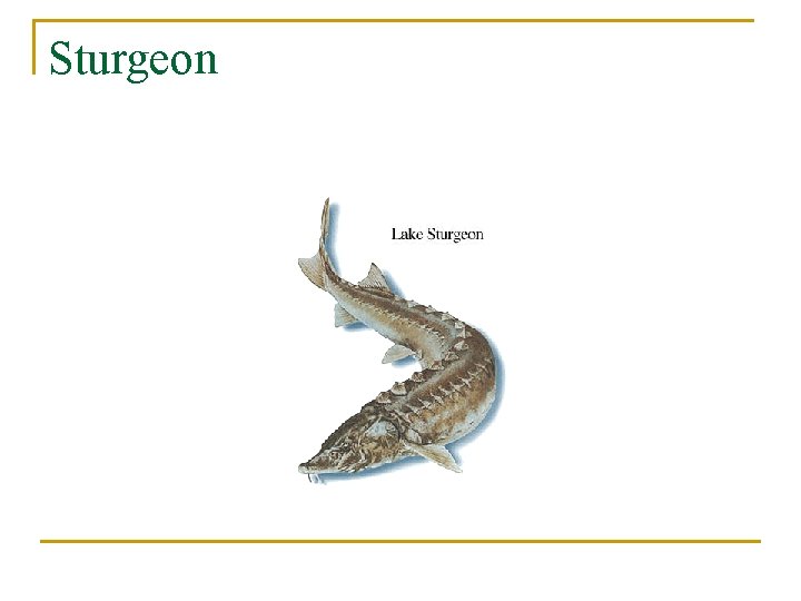 Sturgeon 