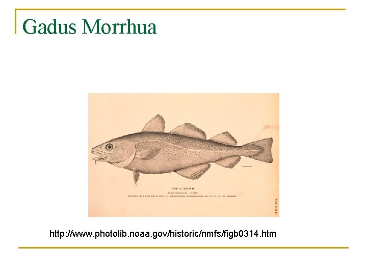 Gadus Morrhua http: //www. photolib. noaa. gov/historic/nmfs/figb 0314. htm 