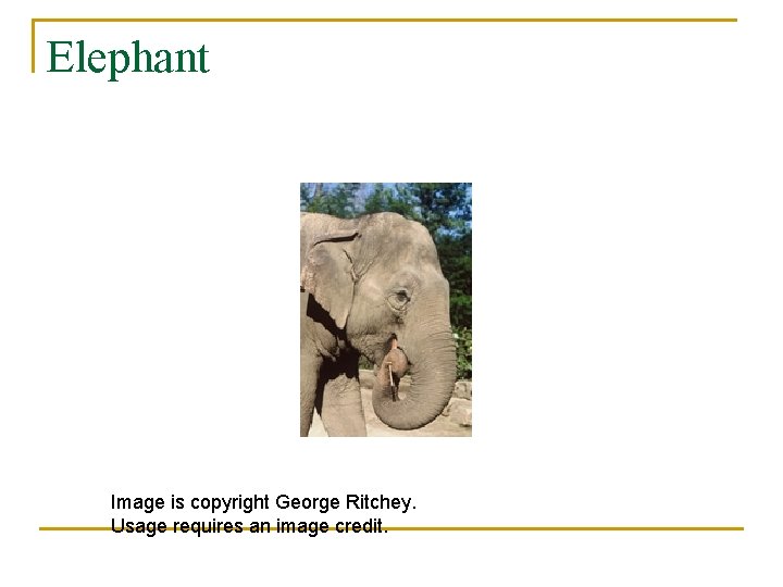 Elephant Image is copyright George Ritchey. Usage requires an image credit. 