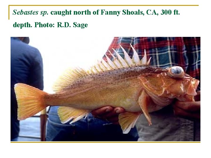 Sebastes sp. caught north of Fanny Shoals, CA, 300 ft. depth. Photo: R. D.