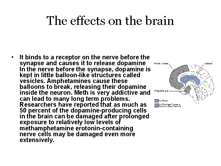 The effects on the brain • It binds to a receptor on the nerve