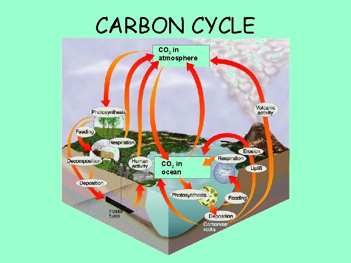 CARBON CYCLE CO 2 in atmosphere CO 2 in ocean 