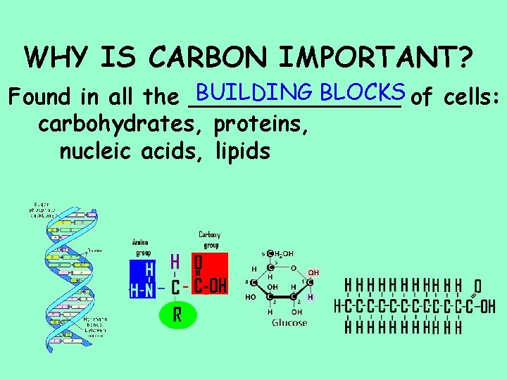 WHY IS CARBON IMPORTANT? BUILDING BLOCKS of cells: Found in all the ________ carbohydrates,