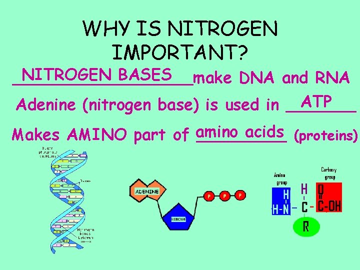 WHY IS NITROGEN IMPORTANT? NITROGEN BASES _________make DNA and RNA ATP Adenine (nitrogen base)