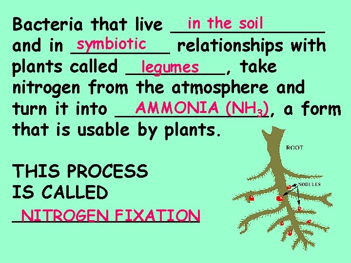 in the soil Bacteria that live _______ symbiotic and in _____ relationships with legumes