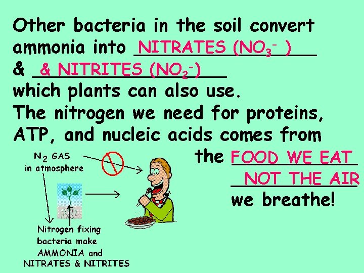 Other bacteria in the soil convert NITRATES (NO 3 - ) ammonia into ________