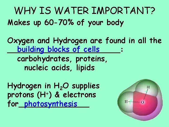 WHY IS WATER IMPORTANT? Makes up 60 -70% of your body Oxygen and Hydrogen