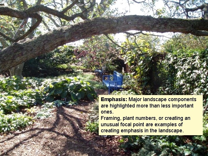 EMPHASIS Emphasis: Major landscape components are highlighted more than less important ones. Framing, plant