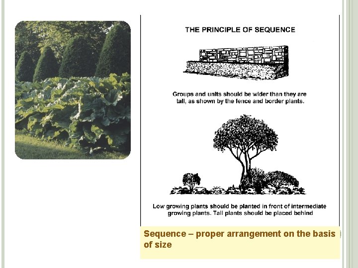 Sequence – proper arrangement on the basis of size 