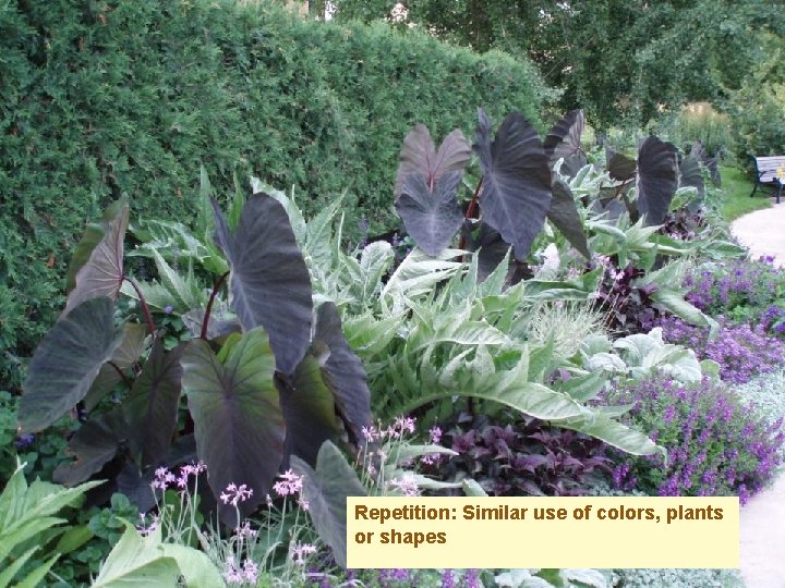 Repetition: Similar use of colors, plants or shapes 