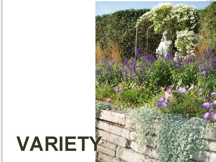 VARIETY 