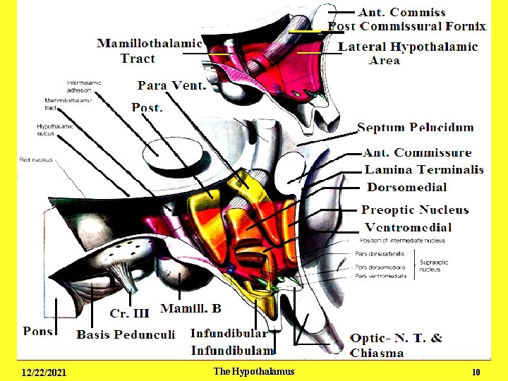 Endocrine - The Hypothalamus 3 12/22/2021 The Hypothalamus 10 