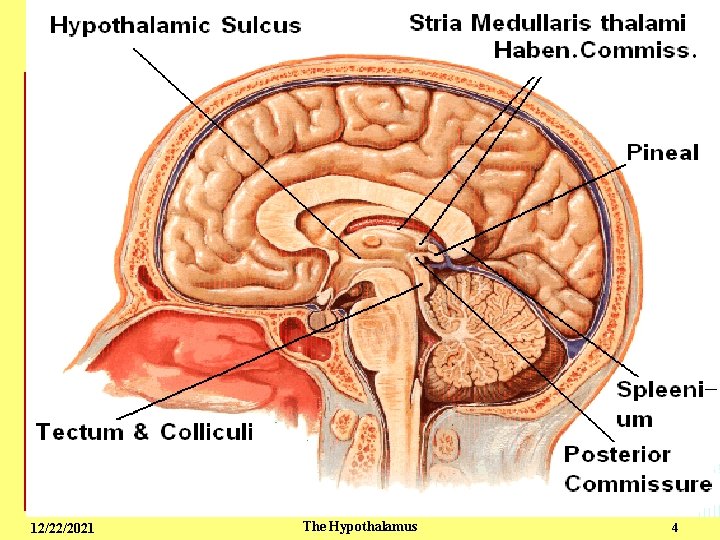 Endocrine - The Hypothalamus 3 12/22/2021 The Hypothalamus 4 