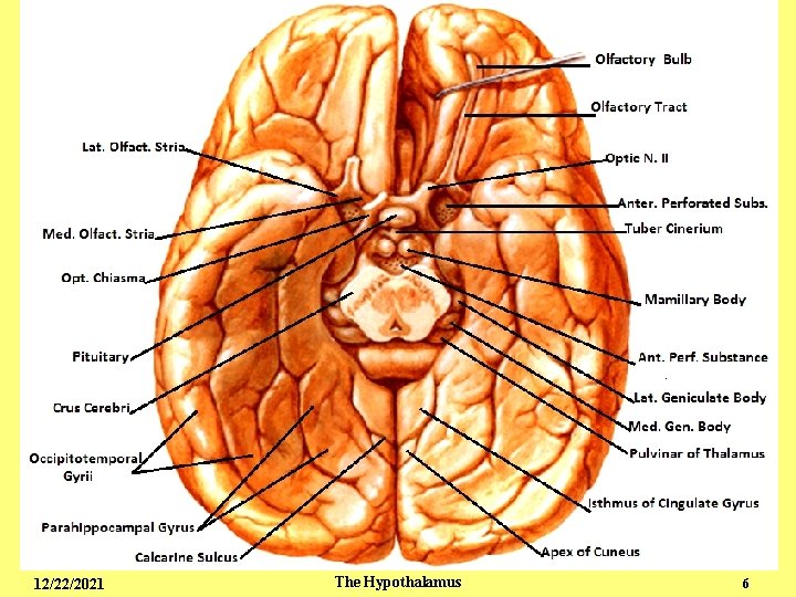 Endocrine - The Hypothalamus 3 12/22/2021 The Hypothalamus 6 