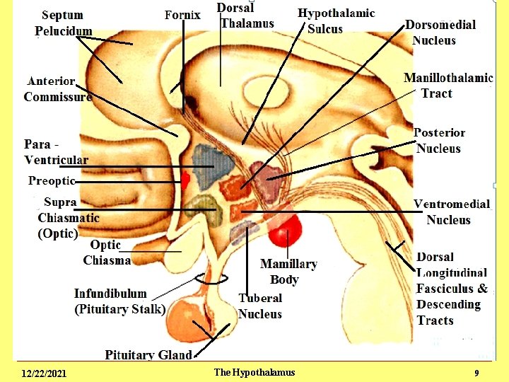 Endocrine - The Hypothalamus 3 12/22/2021 The Hypothalamus 9 