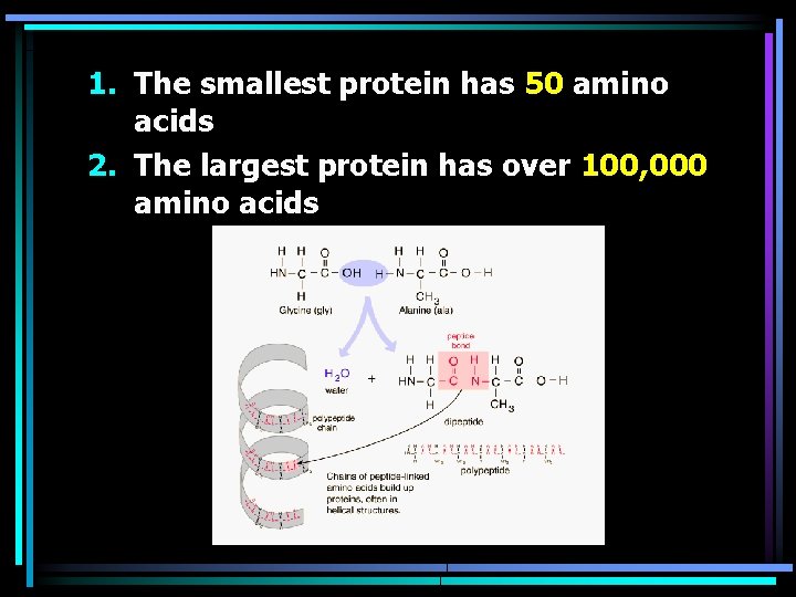 1. The smallest protein has 50 amino acids 2. The largest protein has over