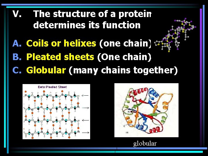 V. The structure of a protein determines its function A. Coils or helixes (one