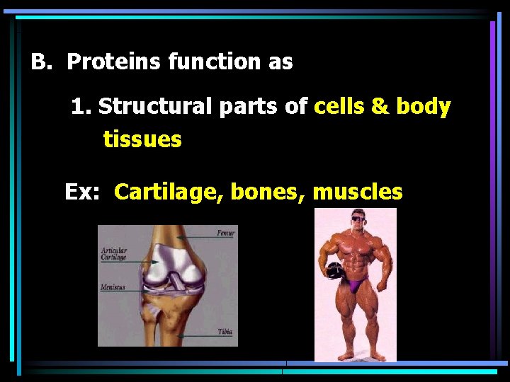 B. Proteins function as 1. Structural parts of cells & body tissues Ex: Cartilage,