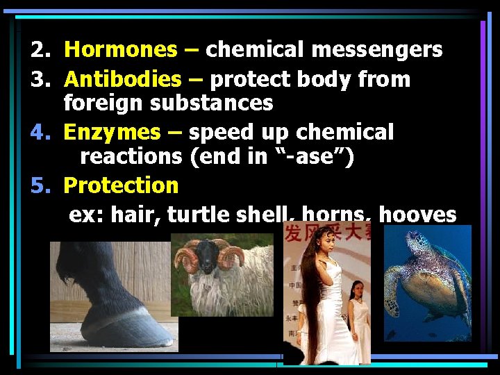 2. Hormones – chemical messengers 3. Antibodies – protect body from foreign substances 4.