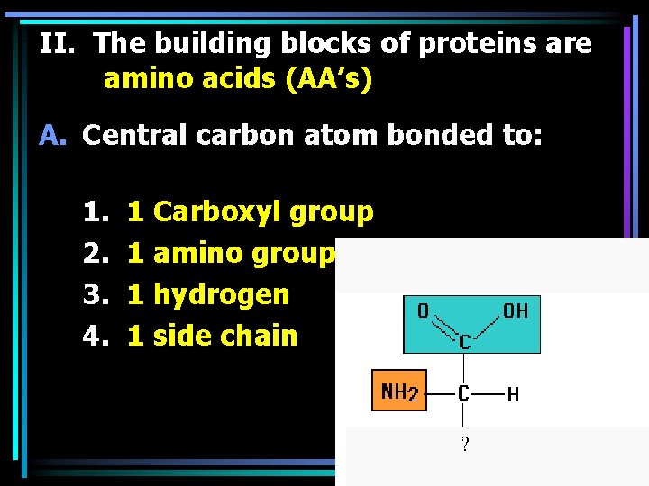 II. The building blocks of proteins are amino acids (AA’s) A. Central carbon atom